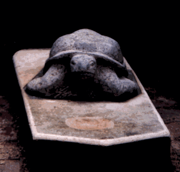 Abb. Schildkr&ouml;te